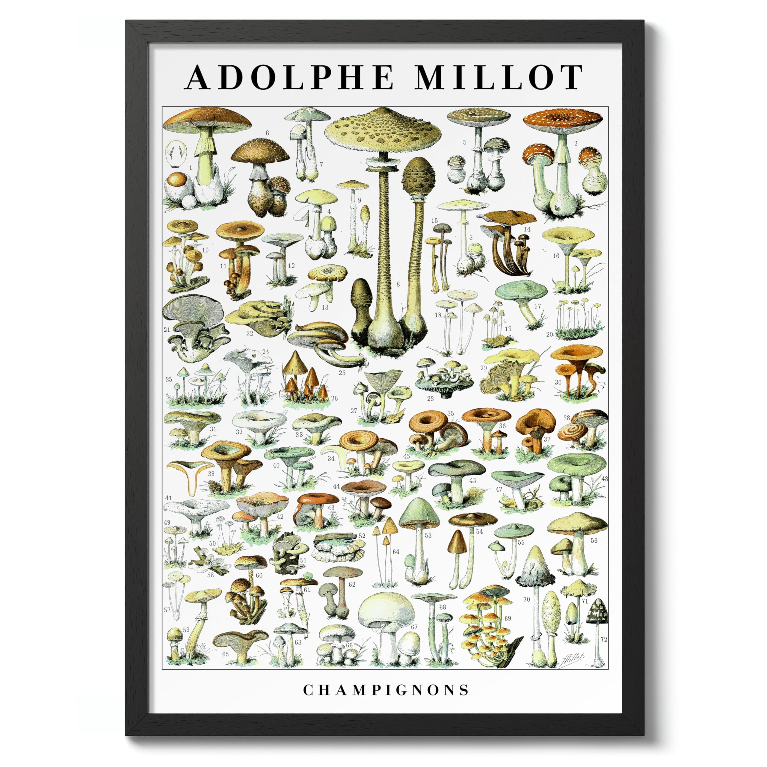 Mushrooms Poster, Vintage Botanical Art Prints, Retro Encyclopedia Illustration Wall Art Plants Botany Pictures, Bedroom Living Room Home Decor, 50x70cm (Black Frame) - 53x73cm