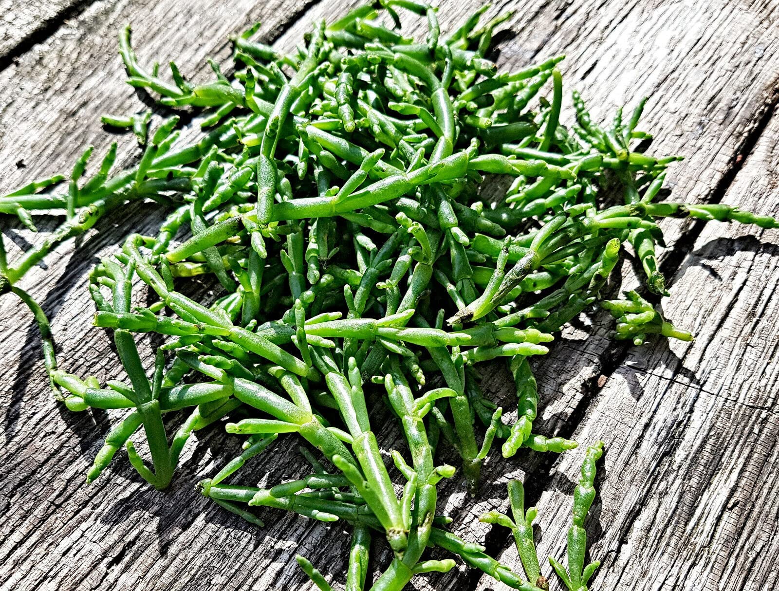 Meeresspargel Samen, Salicornia, Queller, Zeekraal, sehr lecker (10.000 Samen)