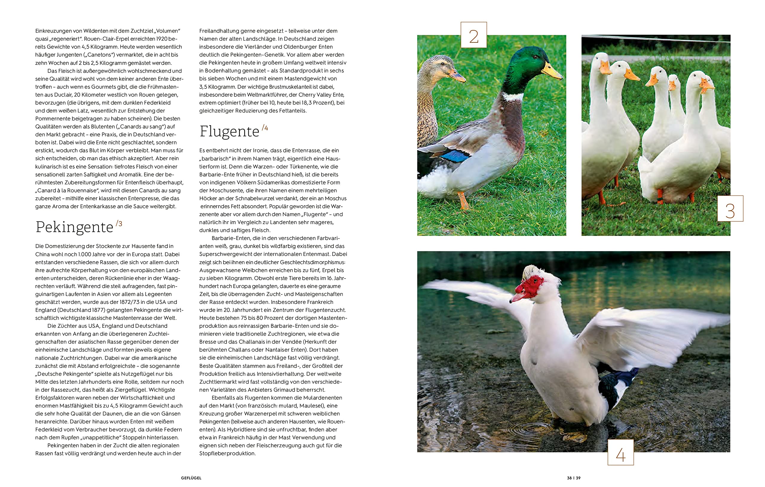 Geflügel: Ente, Fasan, Gans, Huhn und mehr (Teubner Küchenpraxis)
