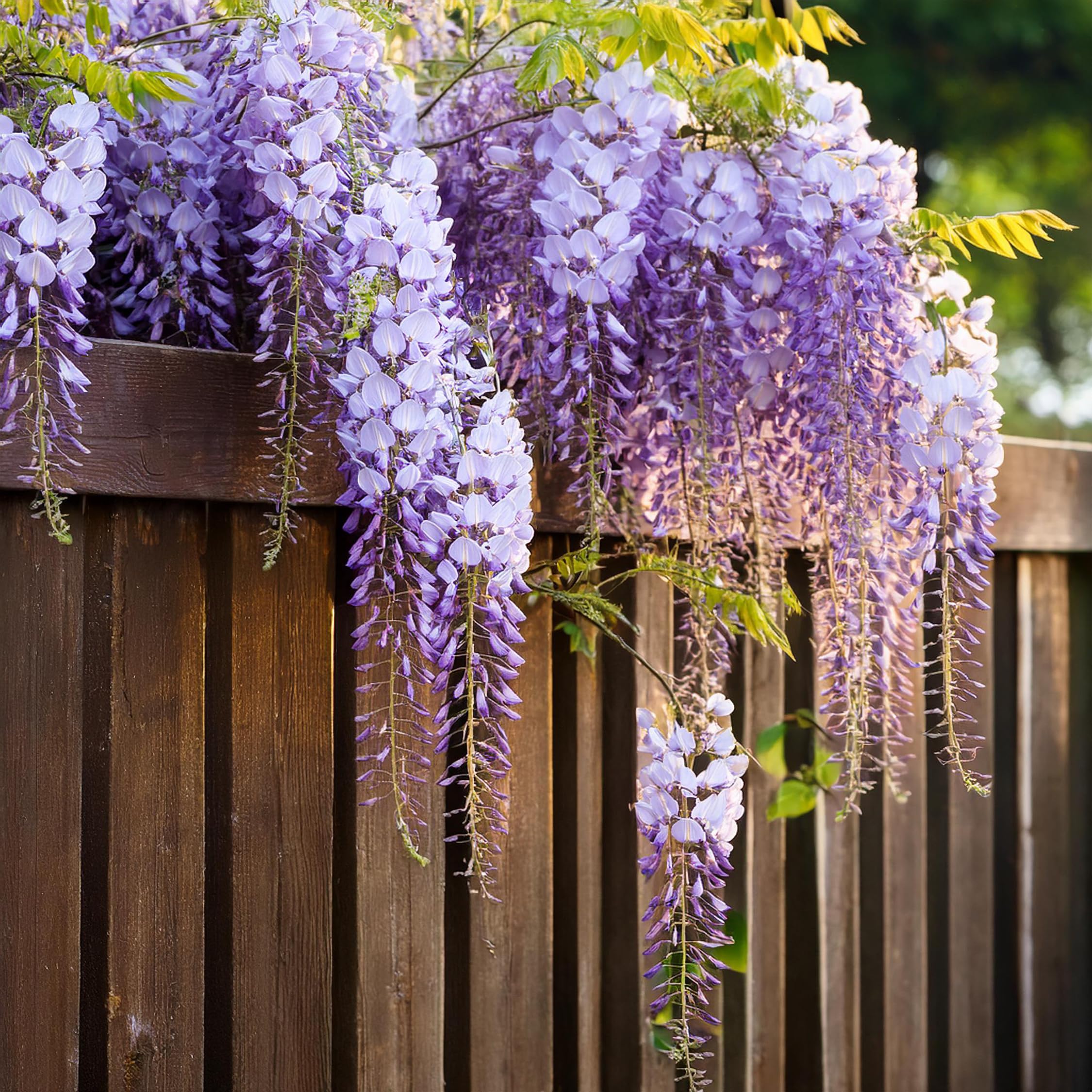 Plant in a Box - Wisteria sinensis - Wisteria glycine - Set de 3 - Pot 9cm - Hauteur 25-40cm