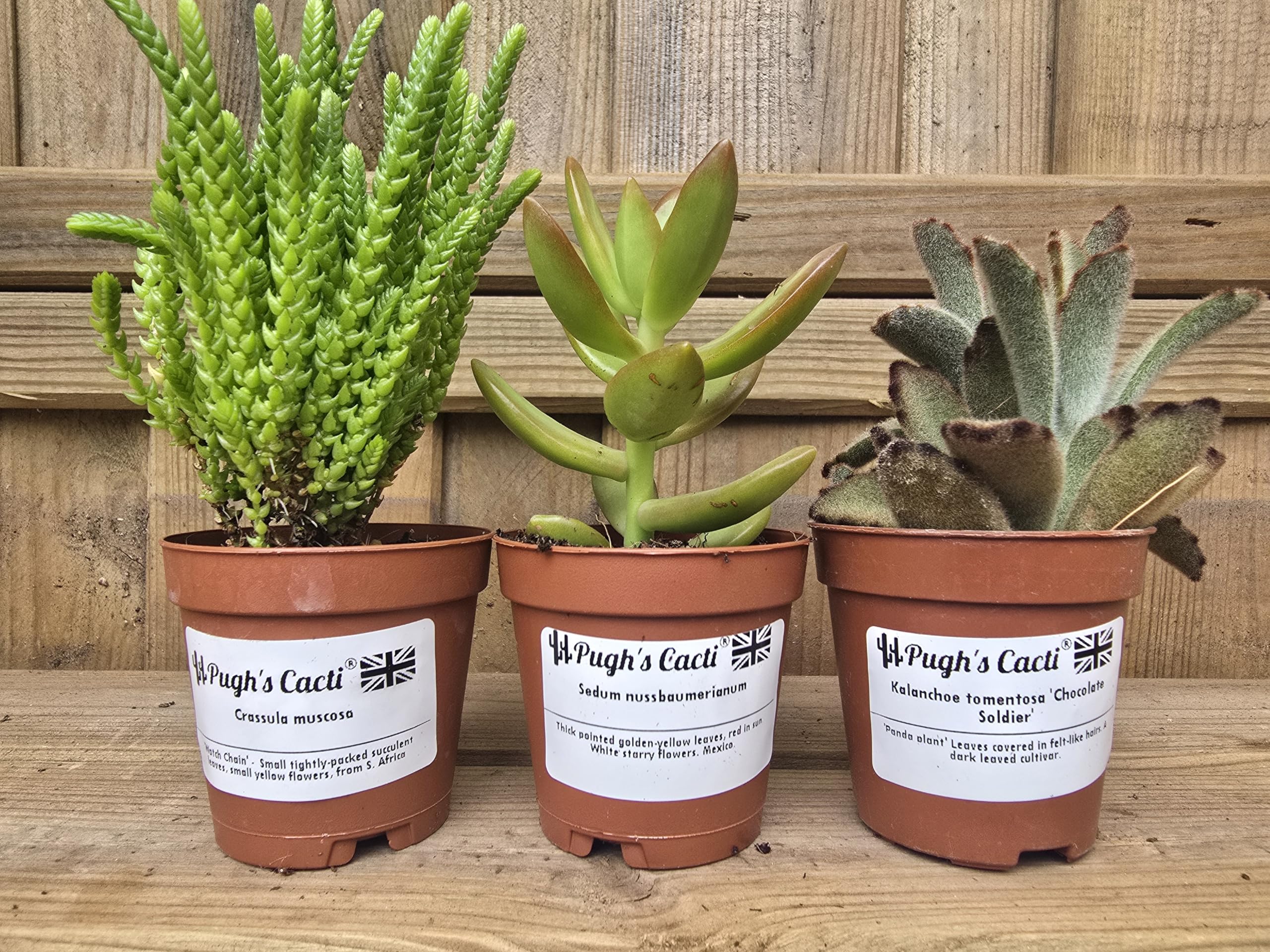 Pugh's Live Succulent Plants Mix - Set Of 3 In 5.5cm Pots, Assorted Varieties, Low Maintenance