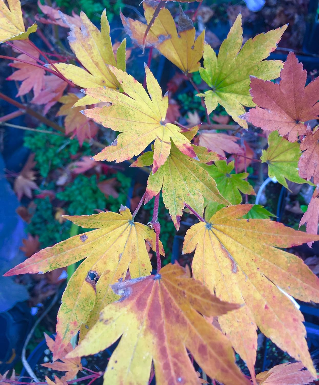 Ogurayama Fuzzy Leaf Japanese Maple 2 - Year Live Plant