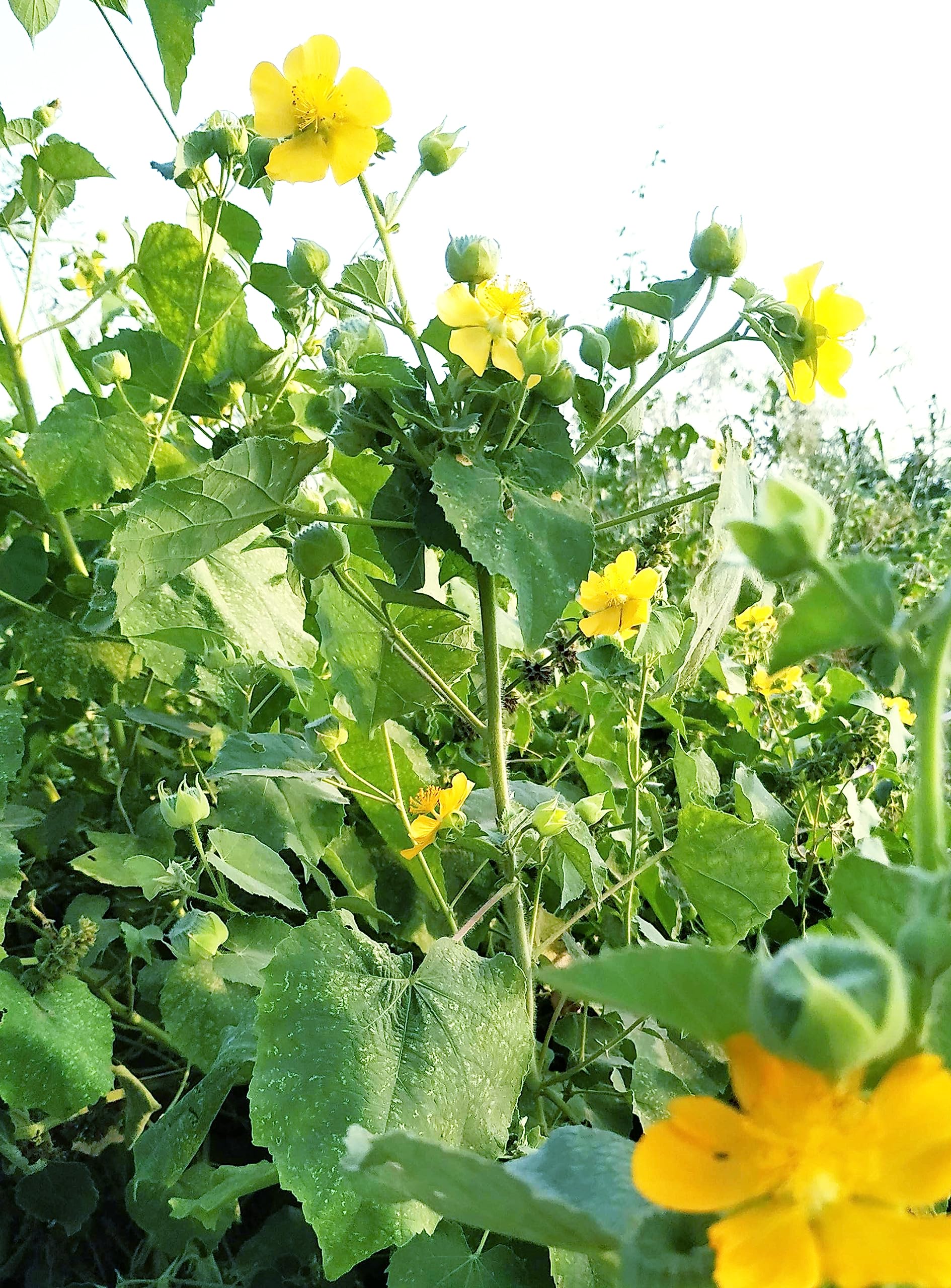 See full amazon price history chart for NATURE WORLD PREMIUM FULLY ORGANIC AND AYURVEDIC ATIBALA HEALTHY LIVE PLANT FOR GREAT HOME GARDENING NATURE WORLD PREMIUM FULLY ORGANIC AND AYURVEDIC ATIBALA HEALTHY LIVE PLANT FOR GREAT HOME GARDENING (B0CBCW6C13) Amazon Price History, Amazon Price Tracker