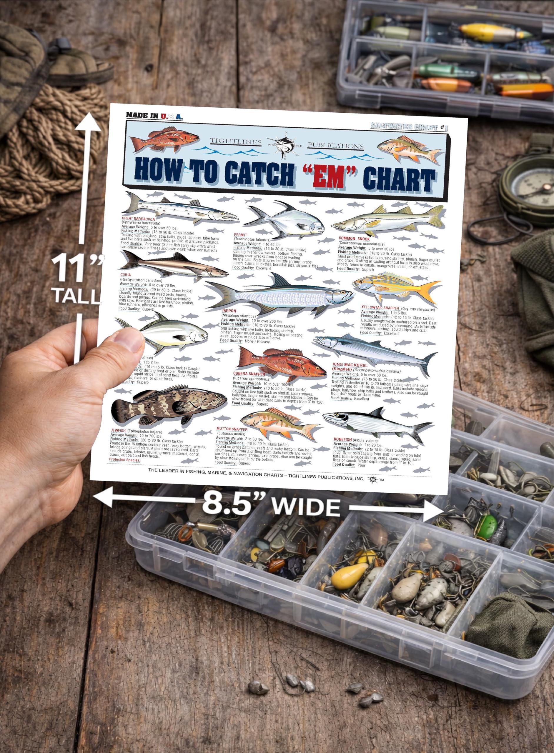 Florida Fish Species Saltwater Chart