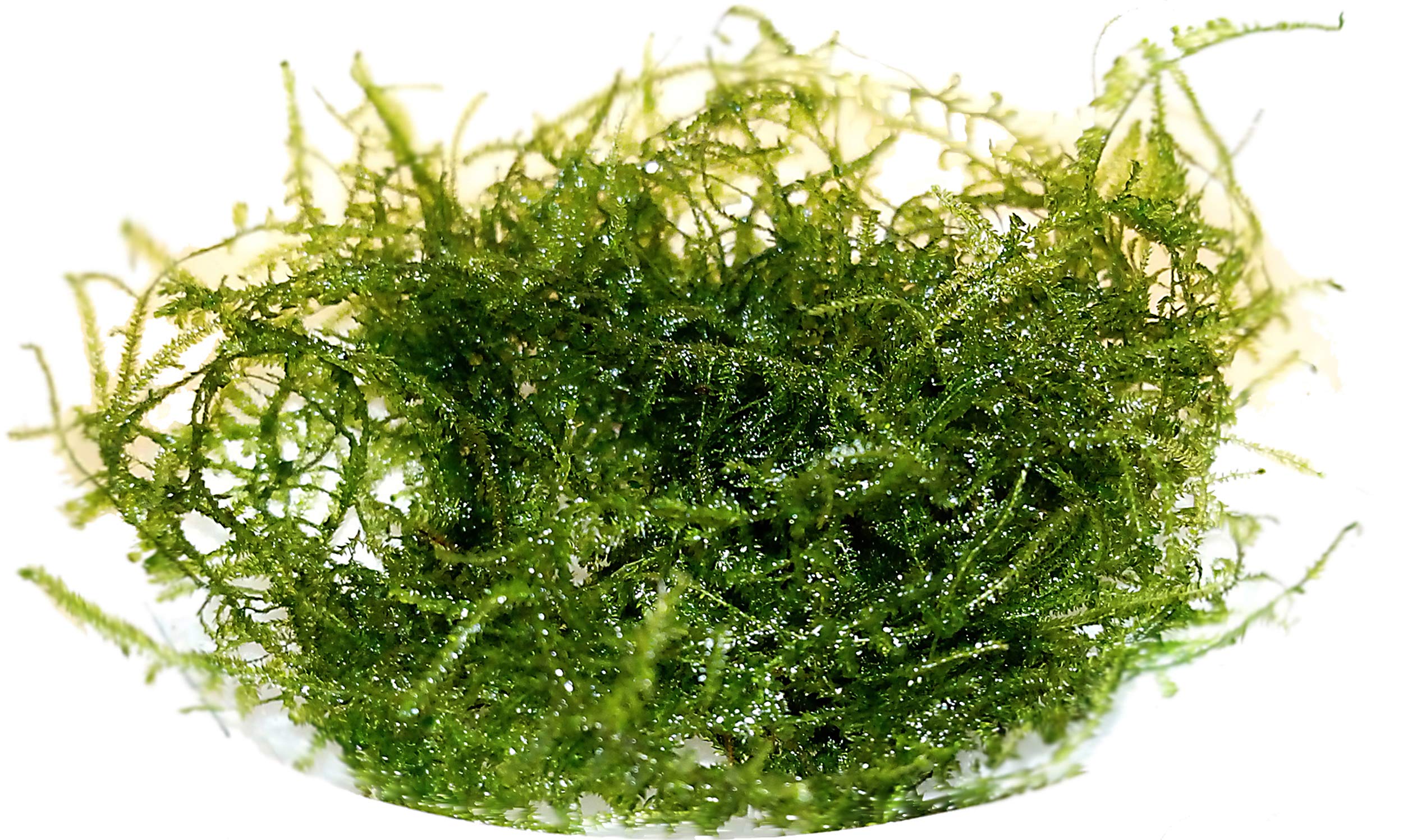 dubyana (muschio di Giava) pianta da acquario