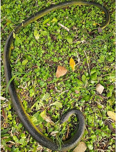 Miniatura 8 de Wirrabilla Serpiente de goma grande de 53 pulgadas súper realista serpiente falsa que se ve tan real juguete de serpiente grueso y duradero ideal