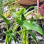 Arrow Arum, a Great Live Pond Plant for Your Water Garden. Filters The koi and Goldfish Pond. Good for Bogs, Plant Shelf or Shallow Water This marginal Aquatic is a Real Beauty