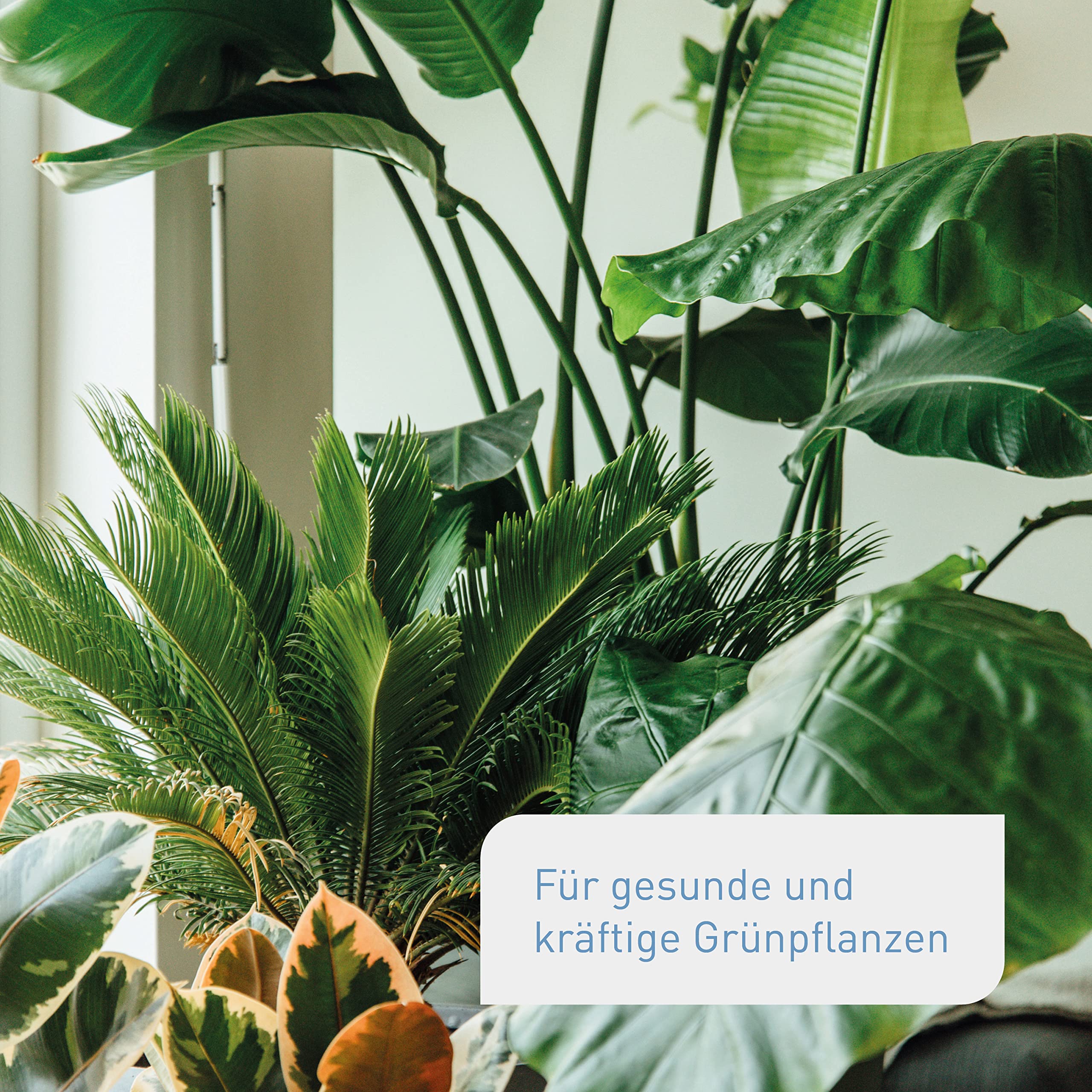 Plantura Bio-Zimmerpflanzendünger, hochwirksamer Flüssigdünger für Zimmerpflanzen, Grünpflanzen & Palmen, rein organisch, mit Dosierhilfe, 800 ml