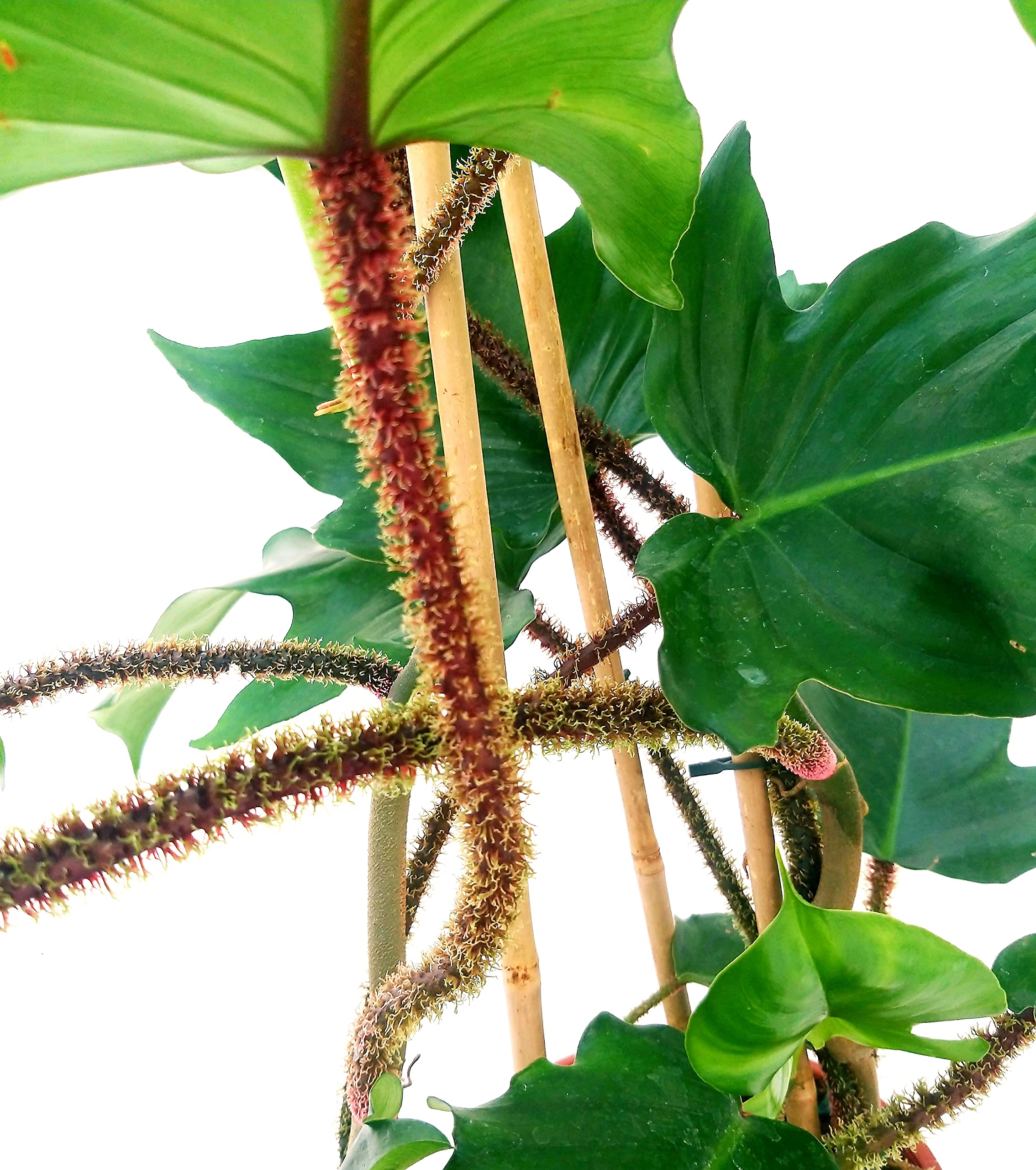 POWERS TO FLOWERS - PHILODENDRON, PHYLODENDRON, MONSTERA SQUAMIFERUM XXL, IN VASO CERAMICA NERO A RIGHE, VASO 20CM, pianta vera