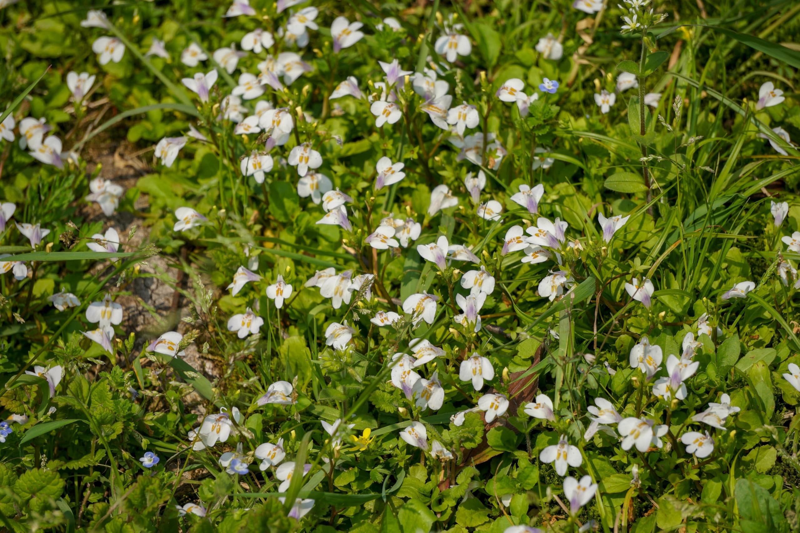 Lincsplants - Mazus reptans 'Albus'-1 / 1Ltr Bareroot