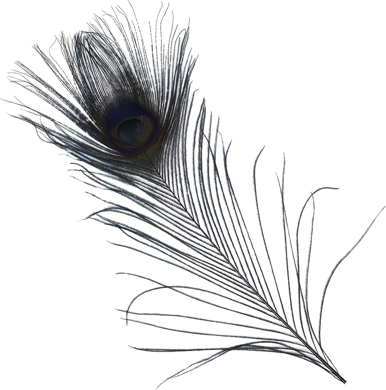 Zucker –Peacock Feathers – Feathers for Crafts