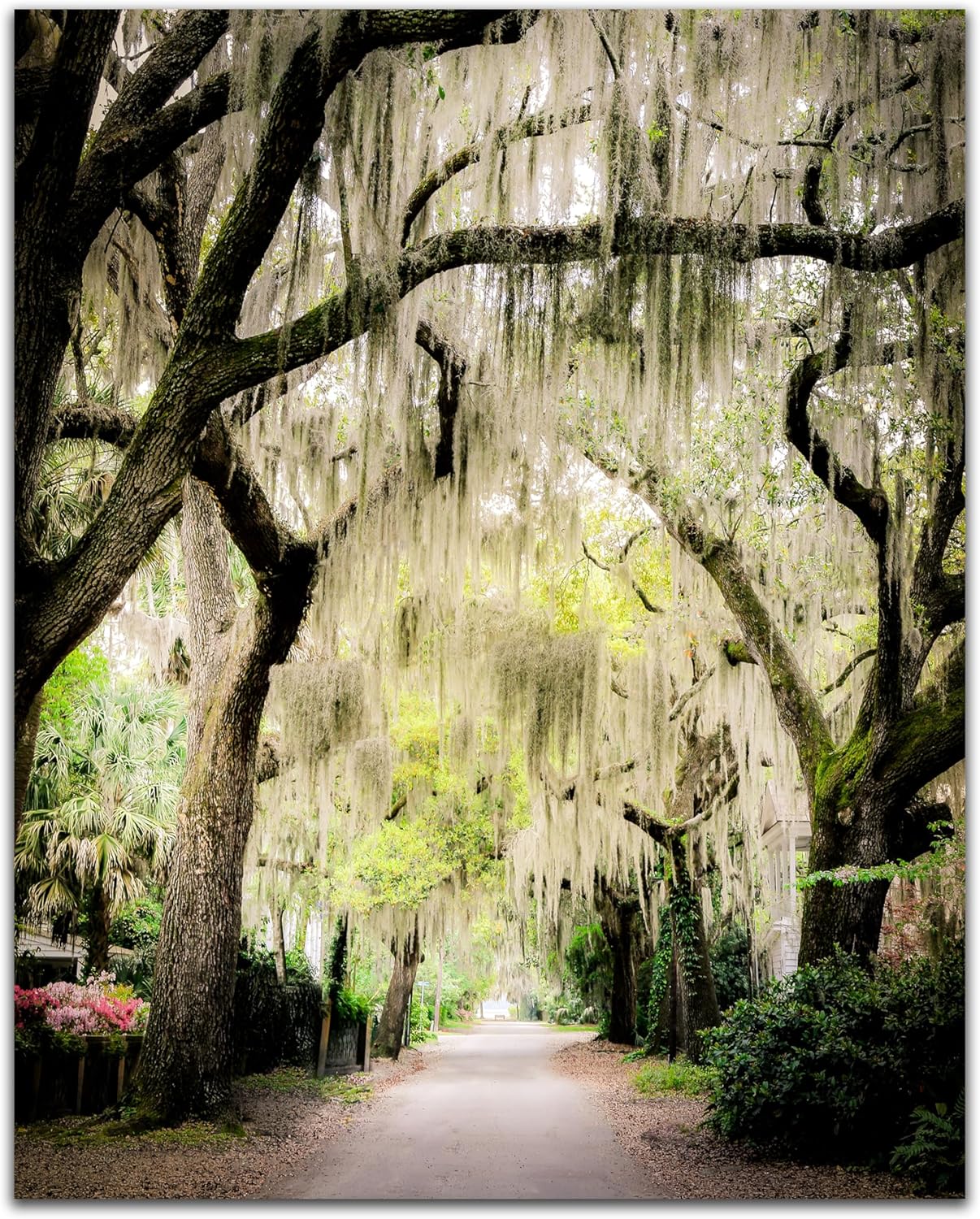 Tree Wall Art - Charleston SC Wall Art Cottagecore Decor Nature Wall Art Live Oak Tree Photography Print Farmhouse Artwork Living Room Decor Tree Print for Nursery Green Wall Art - 11x14 inch print