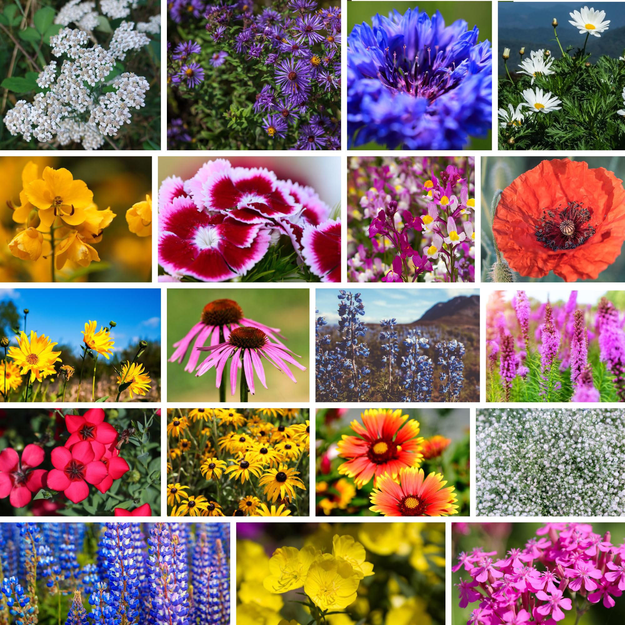 Mountain Valley Seed Company Northeastern Wildflower Mix