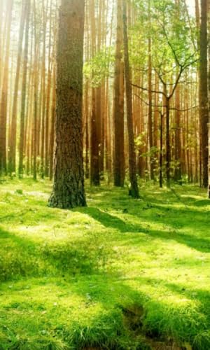 Nature Sounds Mixer