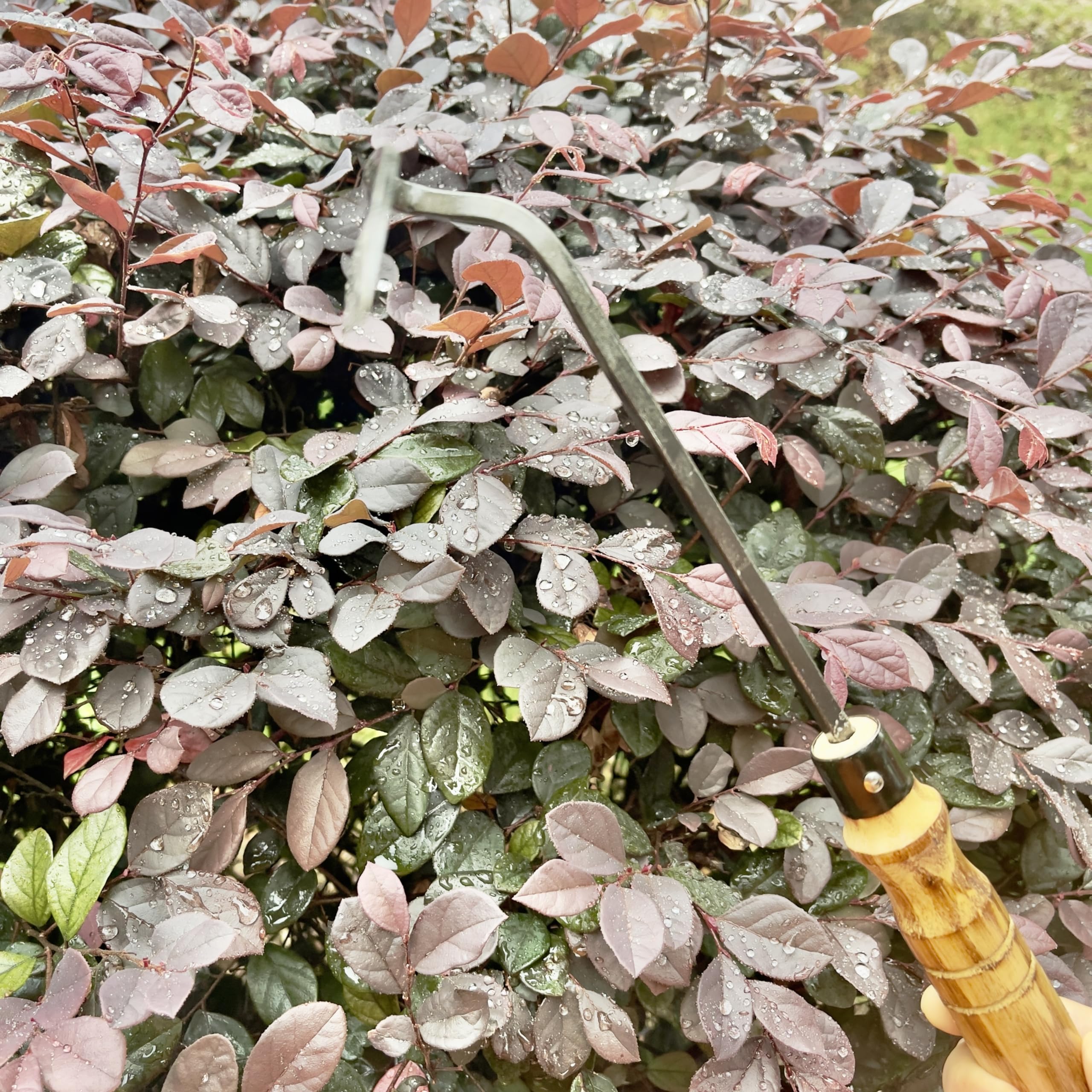 Alanx Faucille de jardinage japonaise de 12 pouces, houe à désherber avec manche en bois long