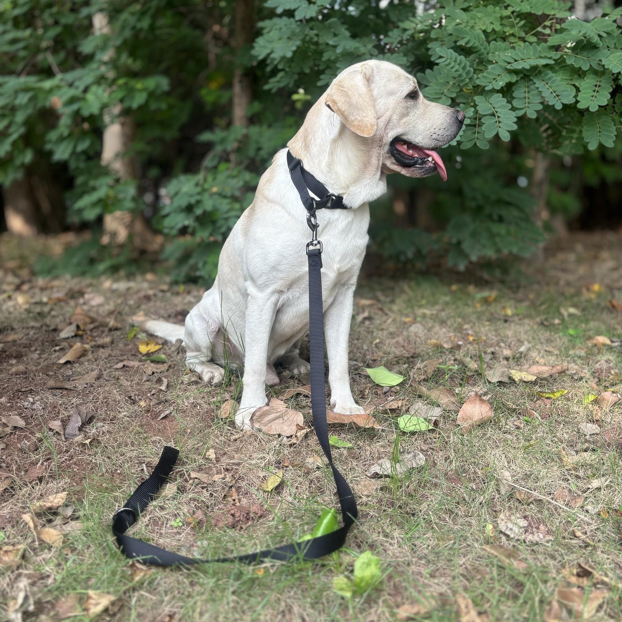 Collares de perro martingala ajustables de nailon, collar de perro cómodo y sedoso con clip resistente para perros activos. (negro, mediano)