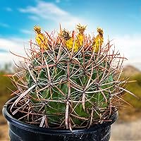 Vista 1 de Cactus Outlet - Ferocactus Gracilis - Cactus de Barril - Plantas de Cactus Vivas - Plantas de Cactus de Barril Vivas - Plantas de Cactus de Barril