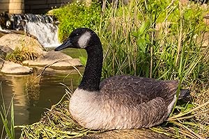 Hi-Line Gift Sitting Canadian Goose Garden Statue
