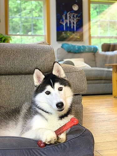 Vista 71 de Nylabone Flavor Frenzy Power Chew - Juguete masticable para perros sabor carne seca, tamaño pequeño/regular, 1 pieza