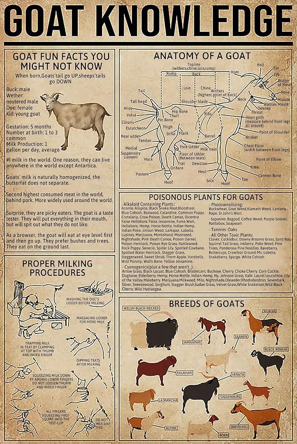 GOThDOThYE Sauna Knowledge Metal Tn Sgn Health Benefts Chart Wallart...