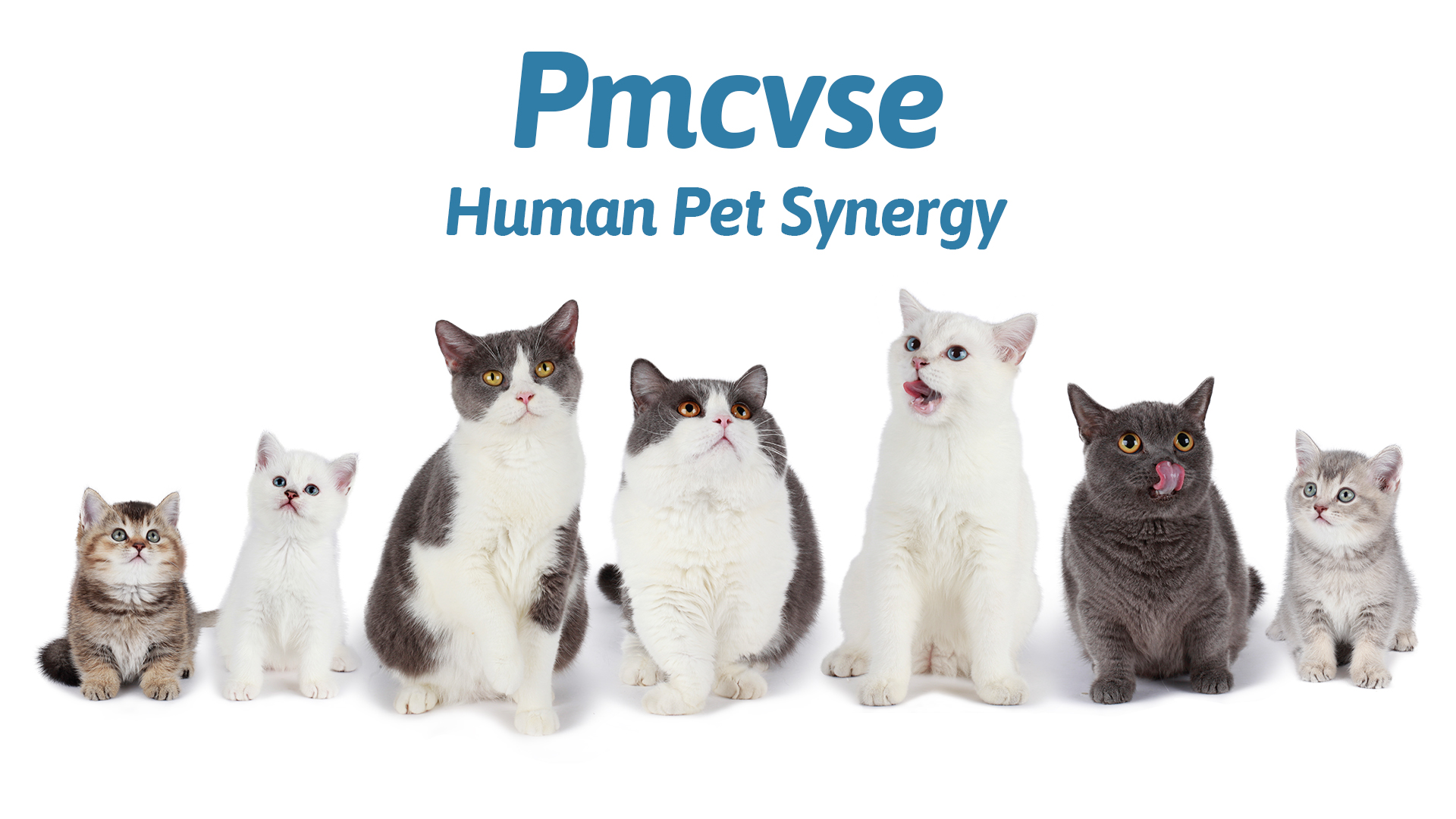 Pmcvse Elevated Ceramic Cat Bowls, 15° Tilted Raised Food Feeding Dishes, with Stand Bamboo Water Feeder Set for Small… - Image 7
