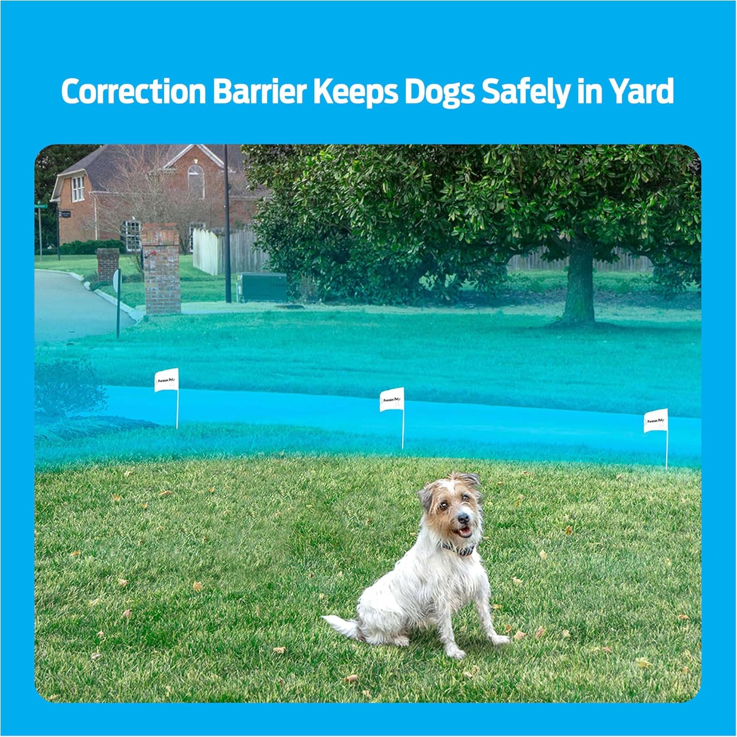 Dog sitting in a yard with visible boundary flags