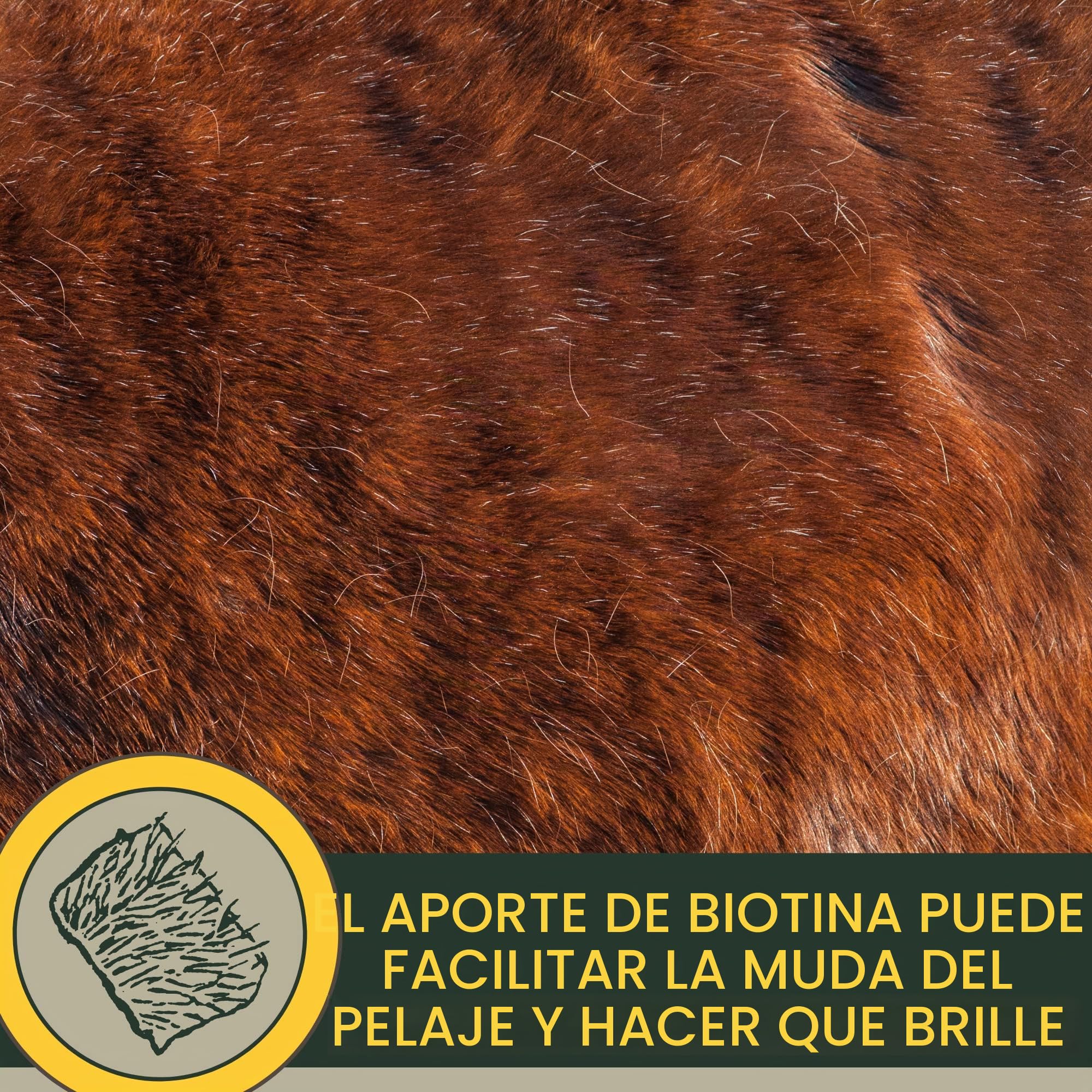 Biotina Caballo + Zinc Caballo Altamente Dosificado 1Kg - Alimento Mineral con Problemas de Pezuñas con Biotina y Zinc I Cura de Pezuñas para Pelo Pezuñas y Crecimiento de Pezuñas I Cambio de Pelaje