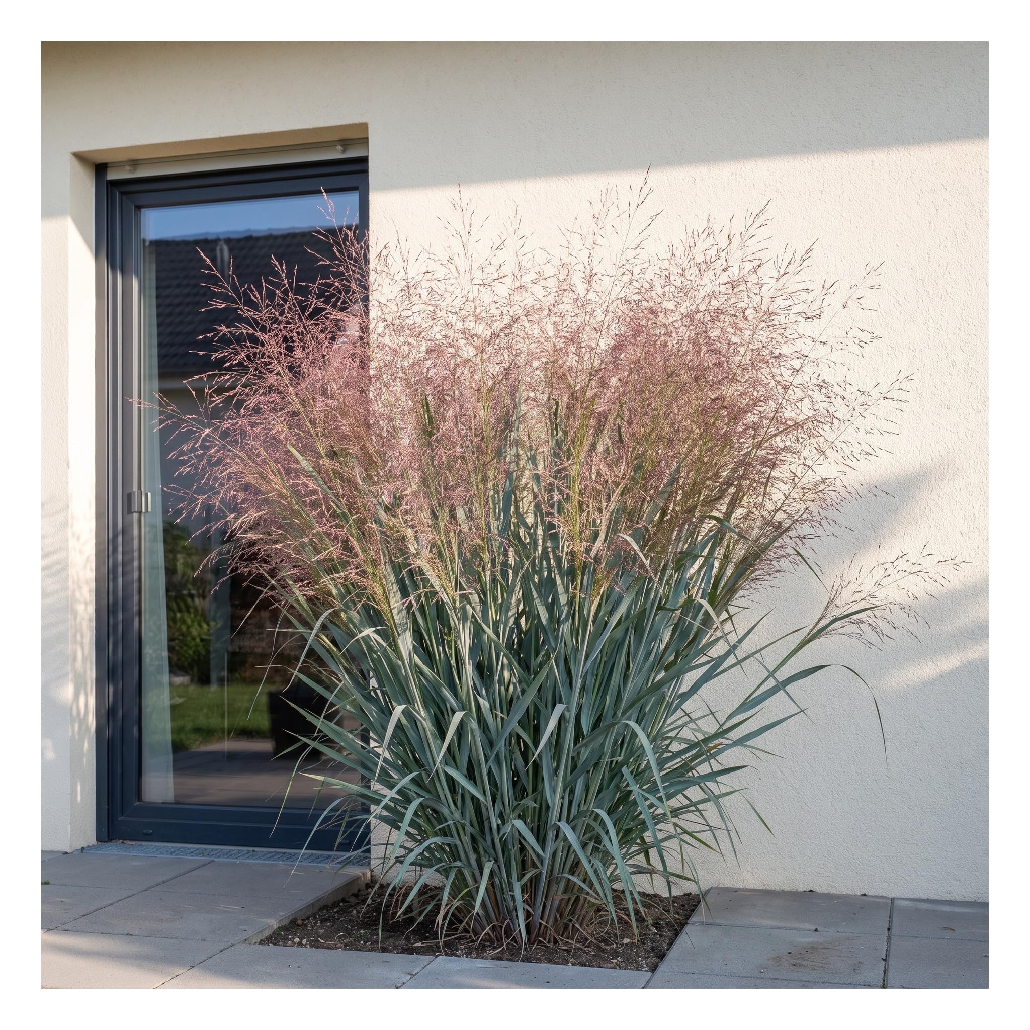 Stauden Gänge 10 x Panicum virgatum 'Dallas Blues' Blaue Rutenhirse
