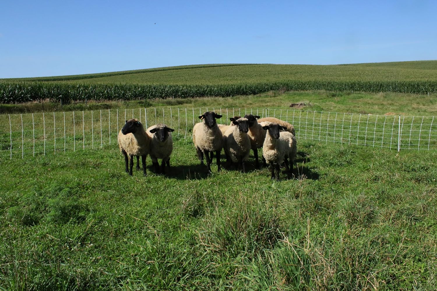 Starkline Classic Electric Netting- Electric Fence Protects Sheep, Goats, Gardens, beehives, and More. Electric net Fence Keeps preditors Out. (35" x 82')