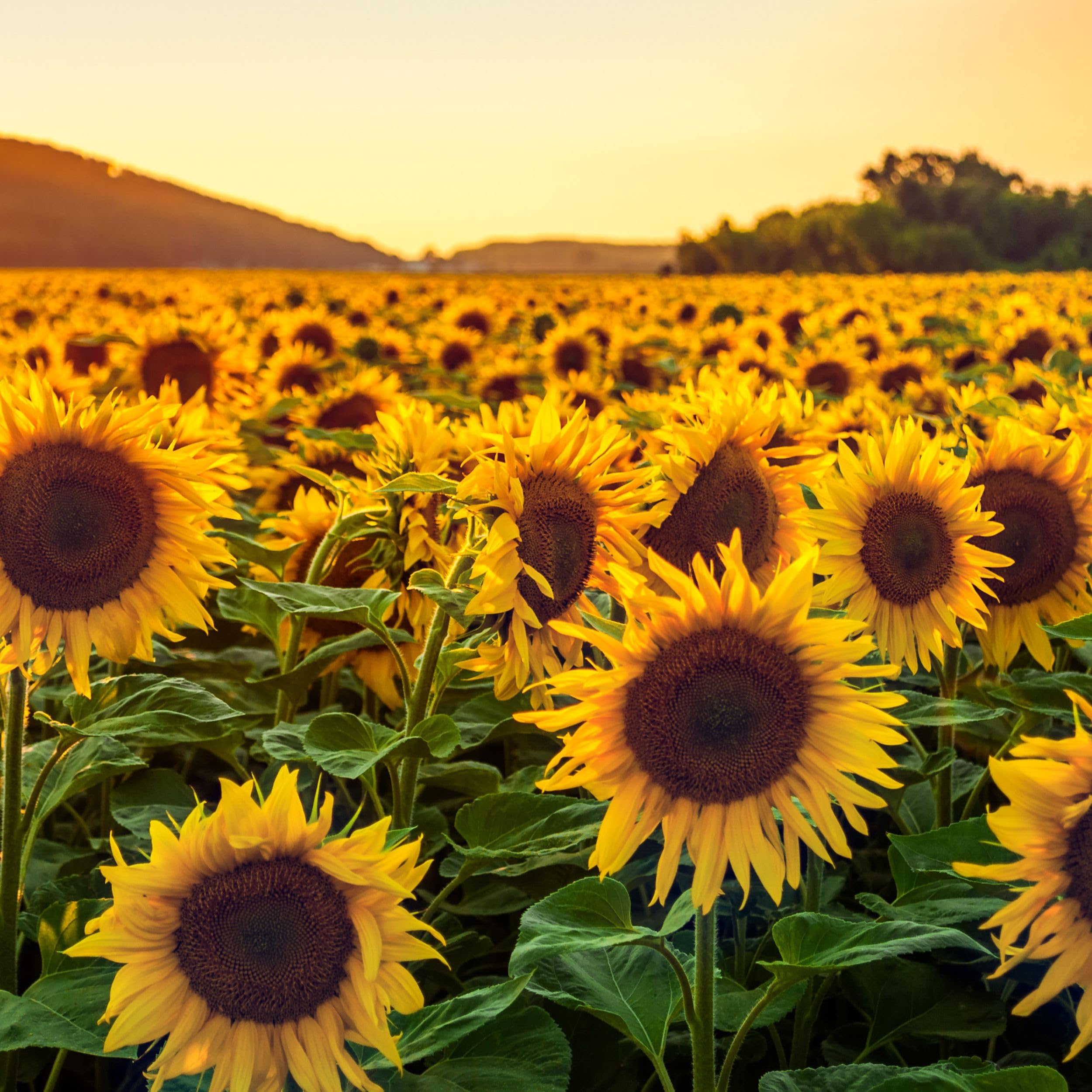 30kg Sonnenblumenkerne Schwarz für Wildvögel – Ganzjahres Vogelfutter, natürliche Energiequelle, Premium Qualität, ideal für Futterhaus & Futterspender, Vögel lieben es