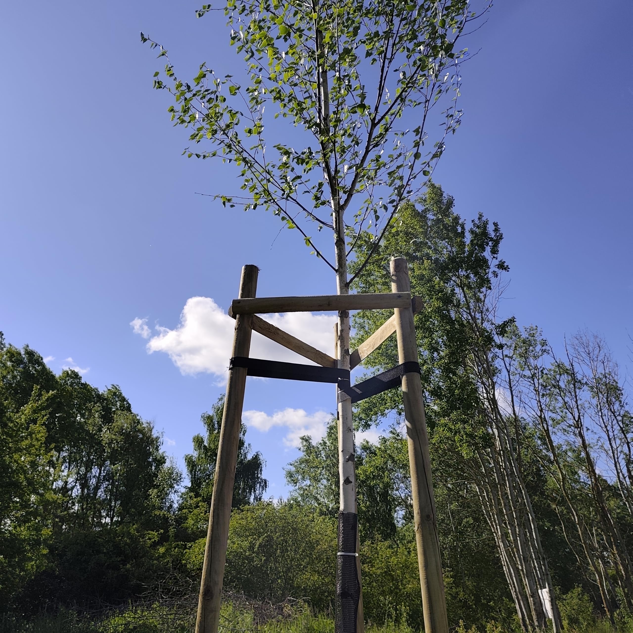 Kit Complet Tuteur Arbre 200 cm ø 6 cm Tuteur Bois avec 3 Piquets 3 Sangles Noires 6 Demi Palissades Support Arbre Fixation Plantes Jardin