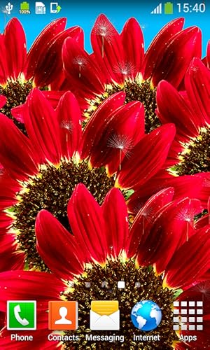 Sunflower Live Wallpapers