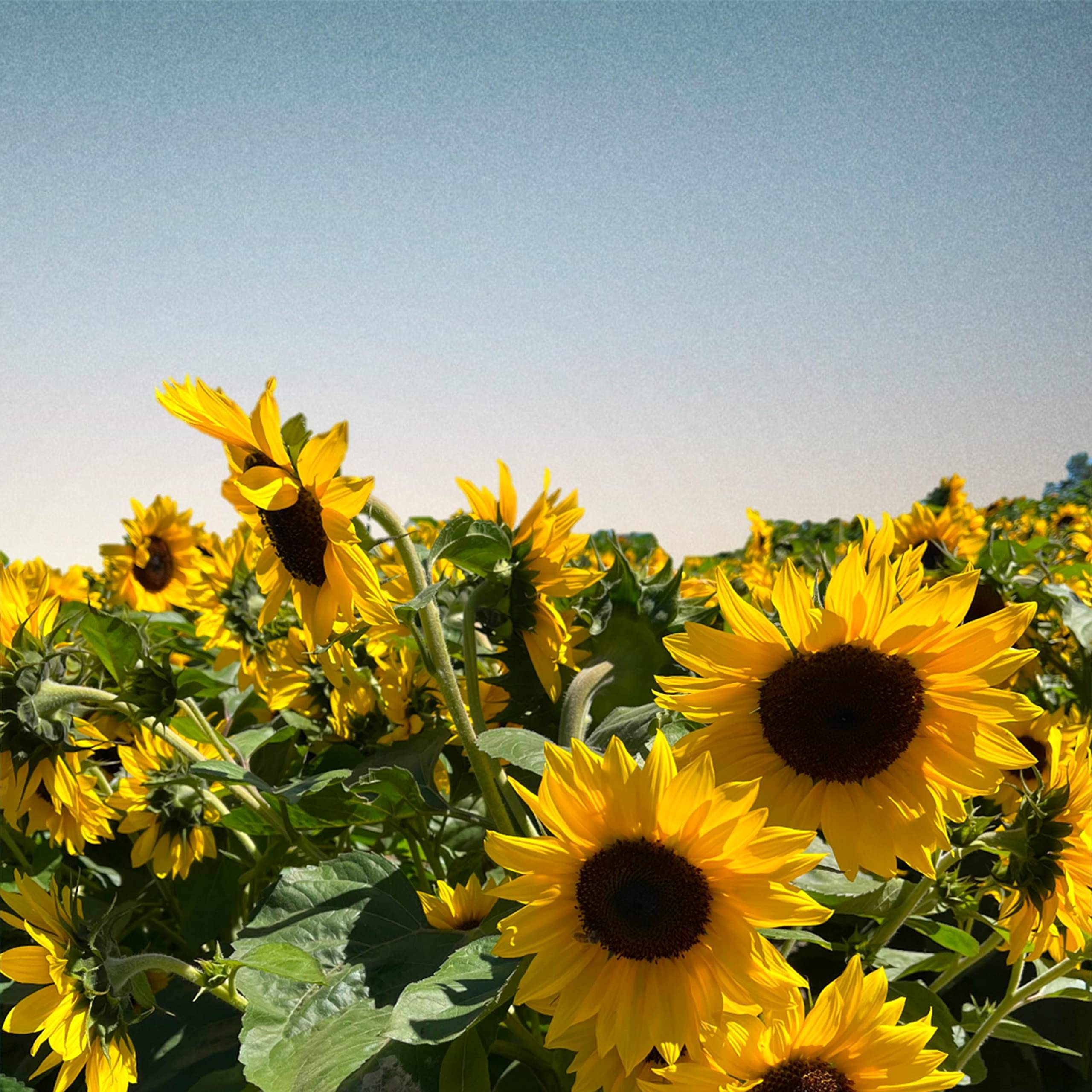 blue-song-by-yung-kai-from-blue-on-amazon-music