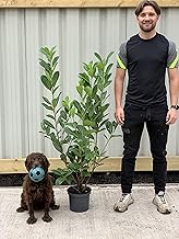 Established Cherry Laurel Hedge Plant | 90-110cm / 4 LTR Pot