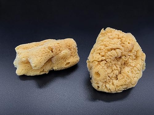 Miniatura 3 de Esponjas de mar naturales de cangrejo ermitaño, extra grandes, sin blanquear, 3 a 4 pulgadas, paquete de 3, proporciona nutrientes, beber más seguro