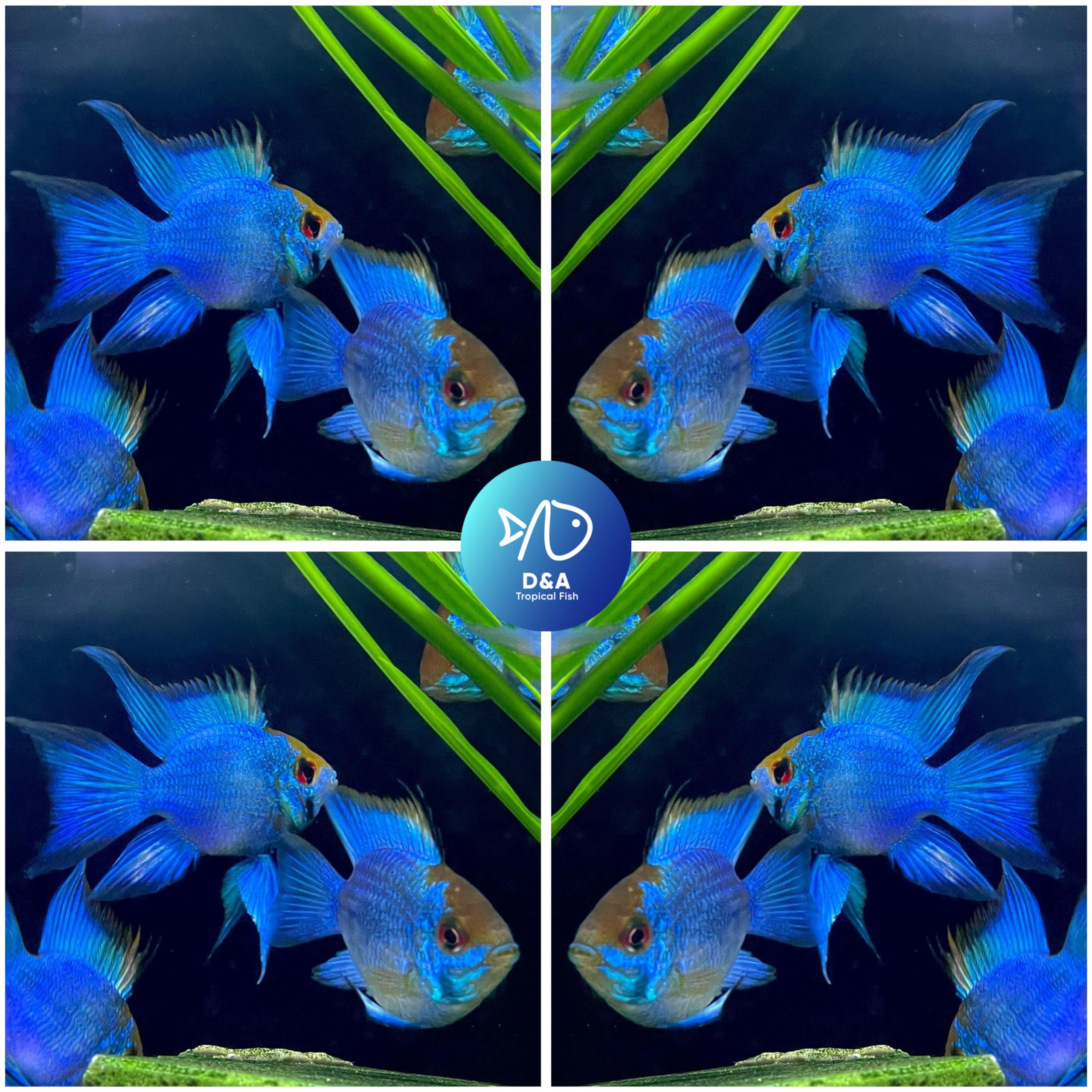 Amazon.com: D&A - Pez vivo tropical - Cichlid Ram Blue