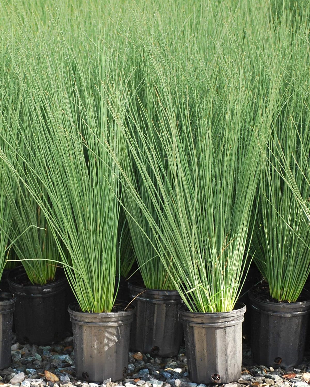 Perennial Farm Marketplace Juncus inflexus 'Blue Arrows' (Rush) Ornamental Grass, Size-#1 Container, Bluish Green Foliage