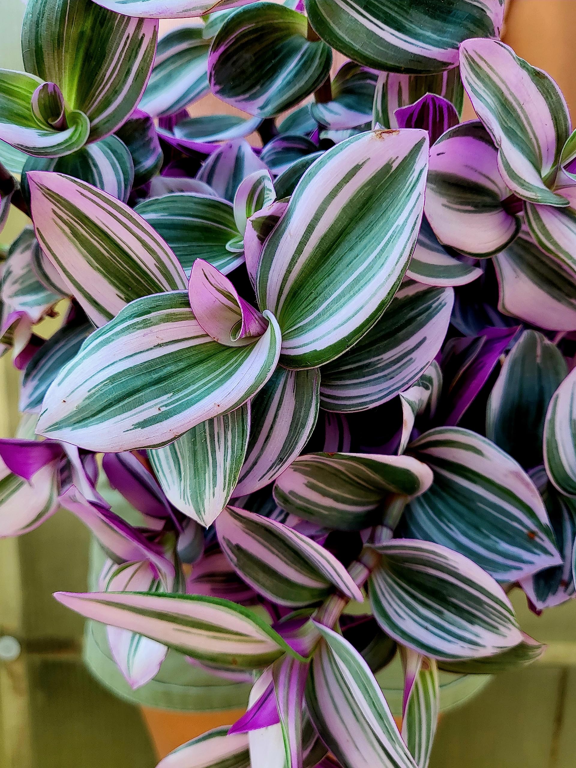 POWERS TO FLOWERS - TRADESCANTIA NANOUK Xl VASO 16CM diametro, pianta vera
