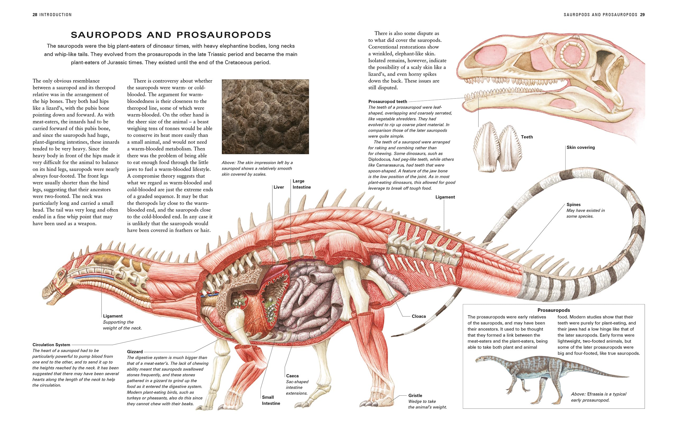 Dinosaurs and Prehistoric Creatures, the Illustrated Enc of: The ultimate reference guide featuring 1000 creatures from the Devonian to the Quaternary period with 2000 illustrations