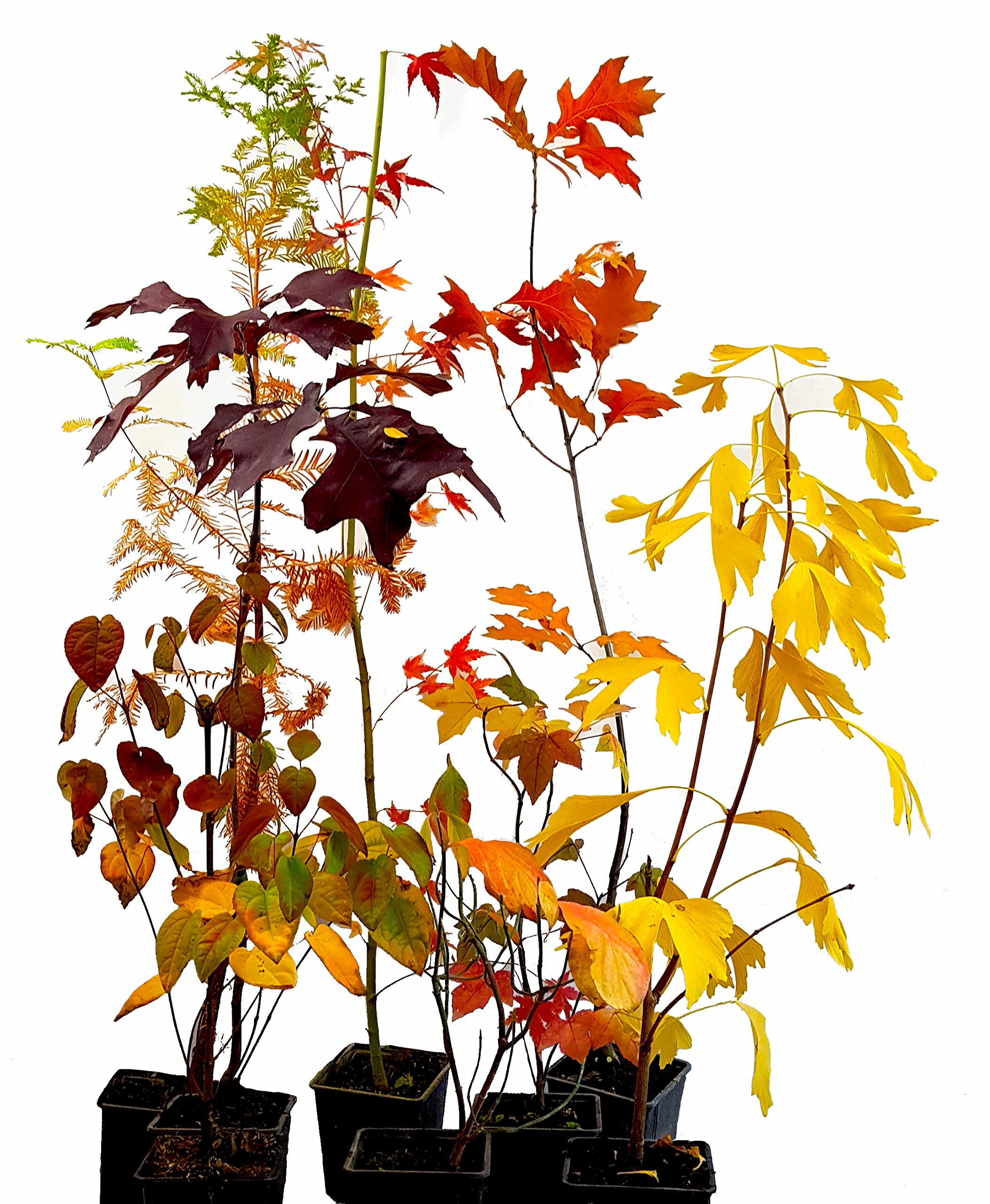 Seedeo® 3 Pflanzen für Deinen Indian Summer