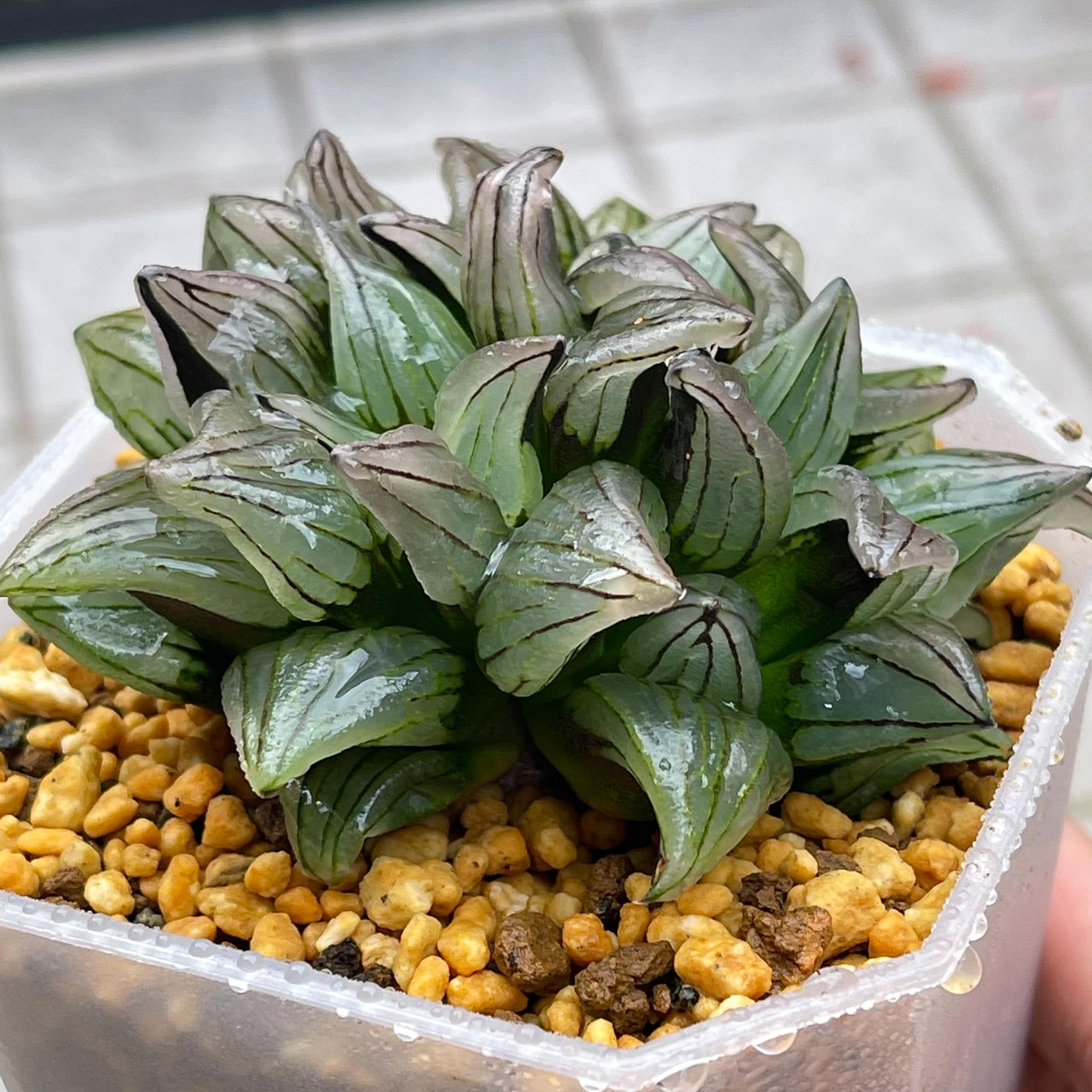 多肉植物 ハオルチア アトロフスカミュータント錦(枝変わり) 発根管理中 hqdefault.jpg