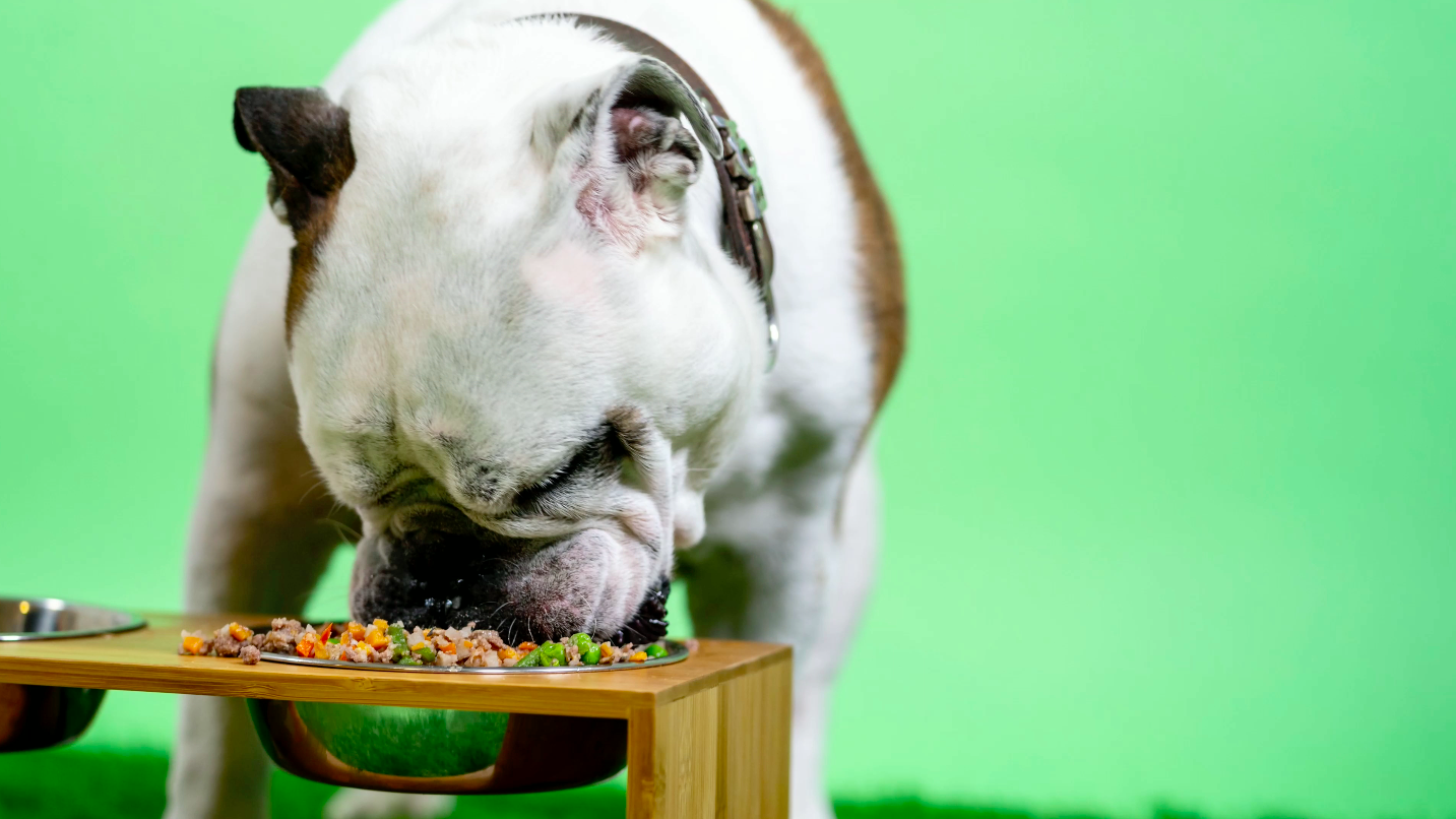 Billion Pets - Hemp Oil for Dogs and Cats - Hemp Oil Drops with Omega Fatty Acids - Hip and Joint Support and Skin… - Image 8
