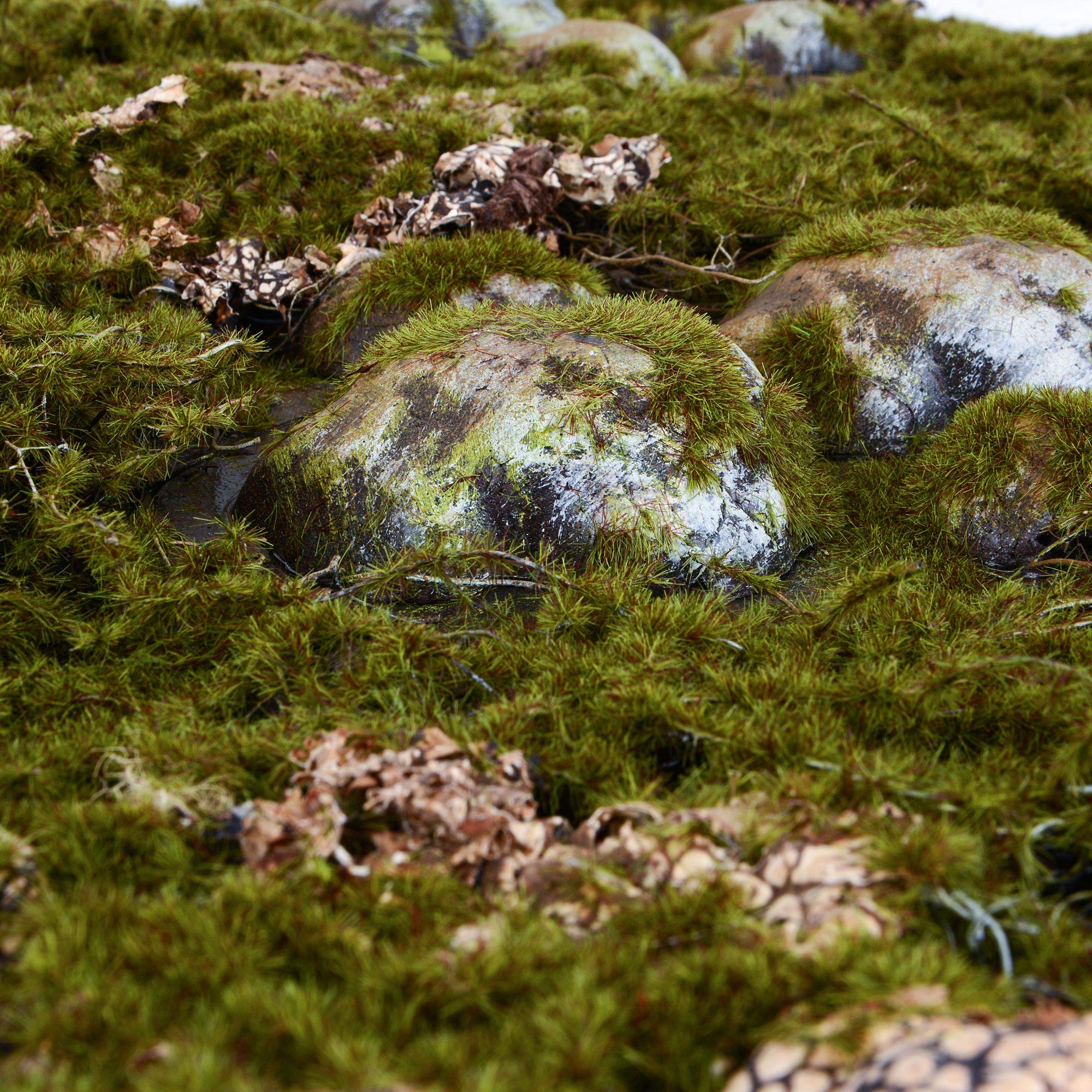 Fondo decorativo para terrario 3D, aspecto natural, 116 x 58 cm, para terrarios de 120 x 60 cm