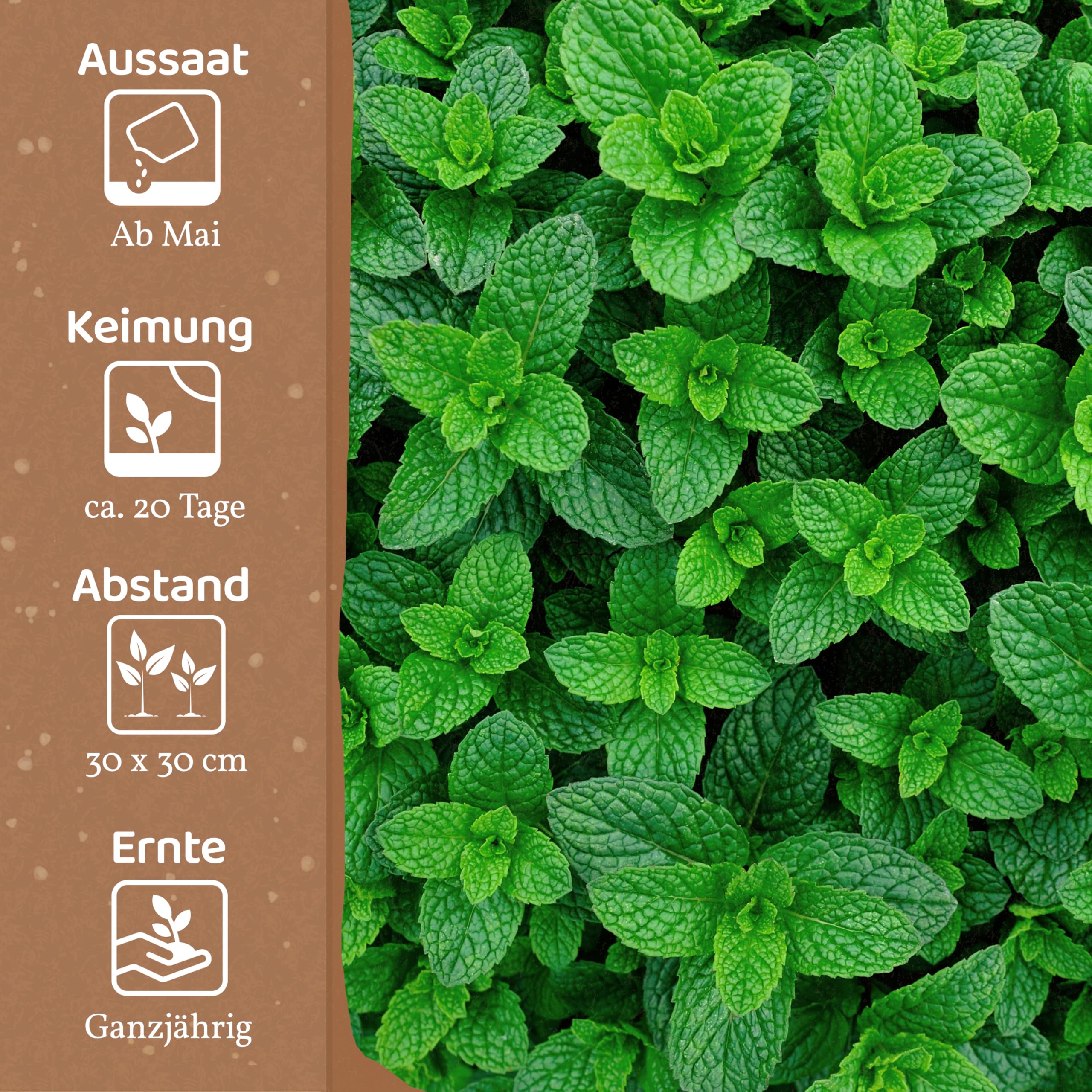rote bete saatgut gewinnen Bio Saatgut Rote Beete 'Gesche SG'  keep it grn
