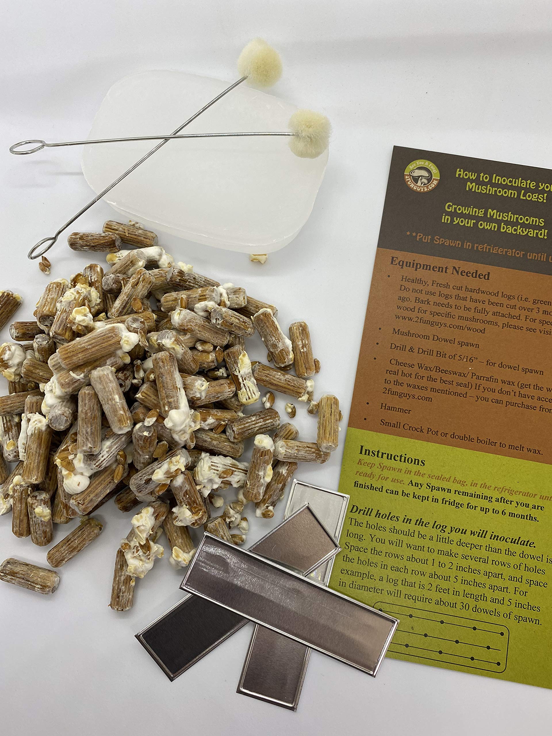 2funguys Oyster Mushroom Plug Spawn Starter Kit - Grow Mushrooms at Home