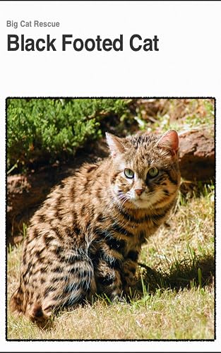 Black Footed Cat: Interesting Little Wild Cat