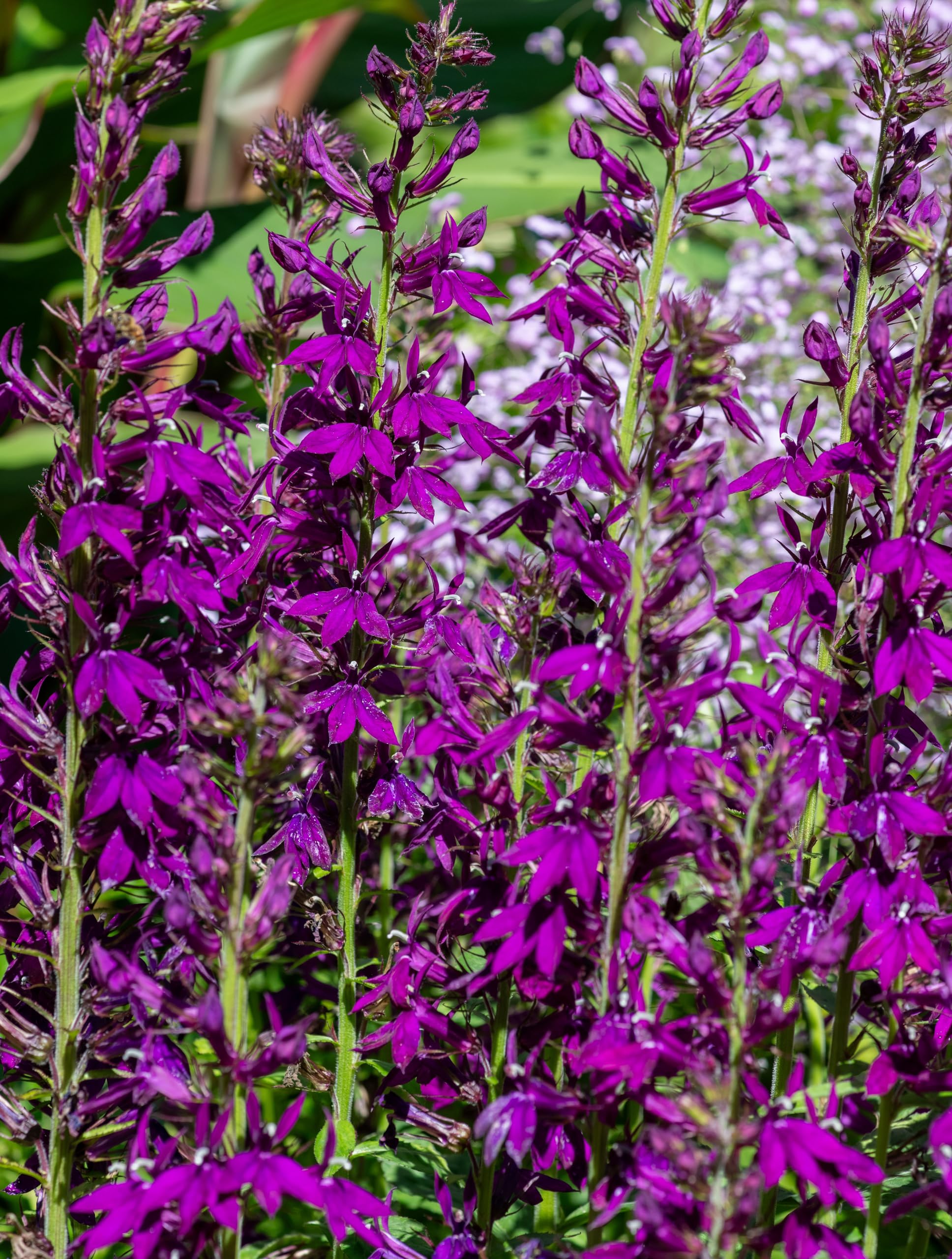 Lincolnshire Pond Plants Ltd - Lobelia vedrariensis (Purple Lobelia) - Marginal Pond Plants - MBP074-1 / 9cm