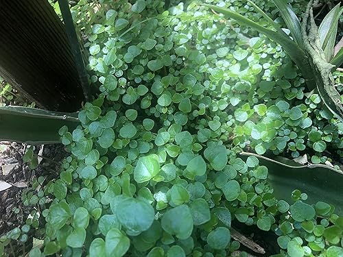 Miniatura 3 de 2 paquetes de hierba de garra de cangrejo Peperomia pellucida (rau cang cuaPepper ElderShining Bush Plant - 50 semillas por paquete