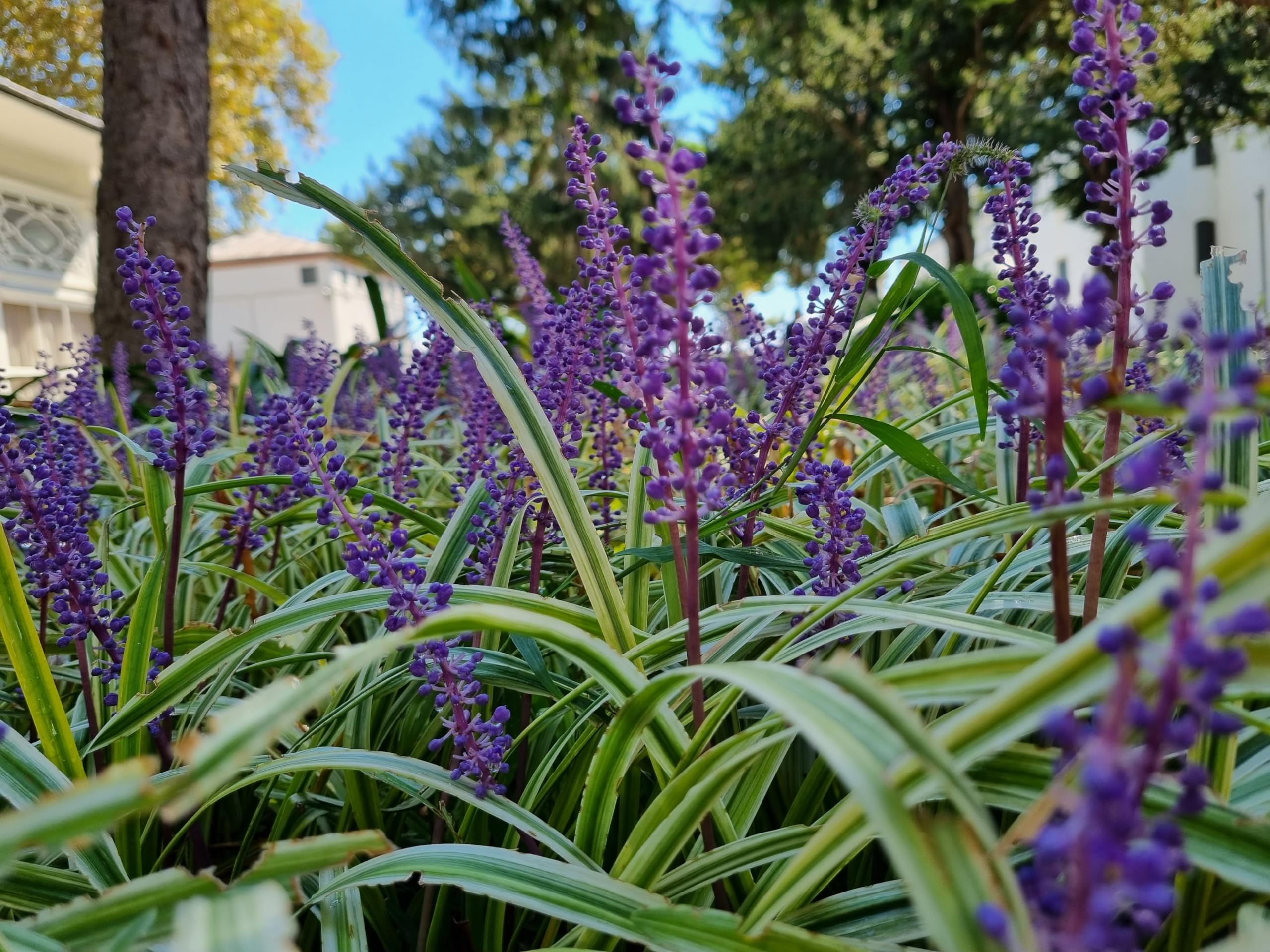 Stauden Gänge 3 x Liriope muscari ‚Gold Banded' im 1 Liter Topf (Ziergras/Staude/Winterhart/Mehrjährig/Stauden/Immergrün) Bunte Lilientraube - Goldene Akzente für stilvolle Beete