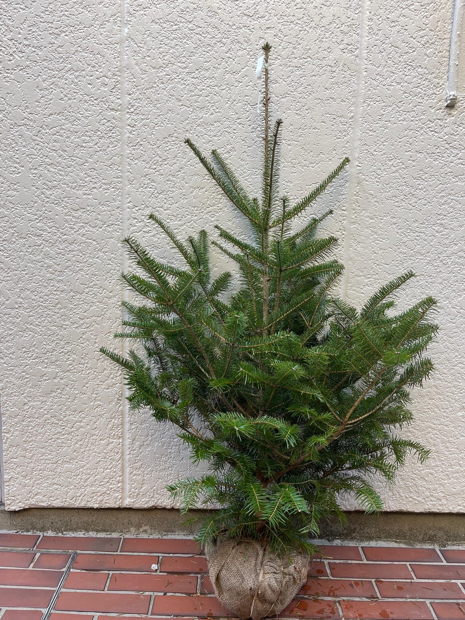 Amazon.co.jp: モミの木 高さ100cm 群馬県産もみの木 : ホーム＆キッチン